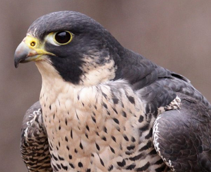Majd — Saker Falcon falcon profile photo