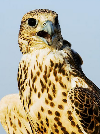 Badr — Gyrfalcon falcon profile photo