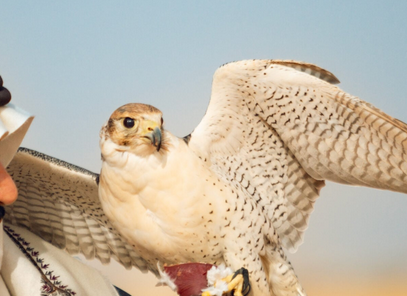 Sultan — Shaheen falcon profile photo