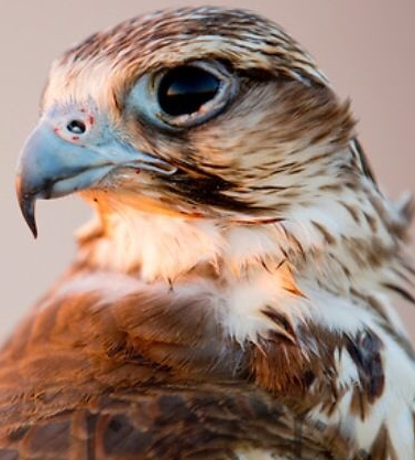 Falah — Barbary Falcon falcon profile photo